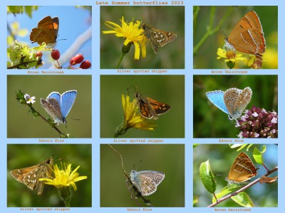 Late Summer butterflies 2023.jpg