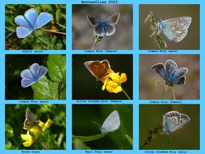 Butterflies 2023 (1).jpg