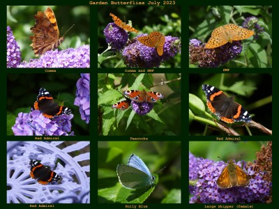 Garden Butterflies 2023.jpg