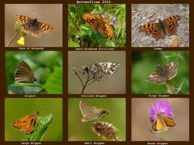 Butterflies 2023 (2).jpg