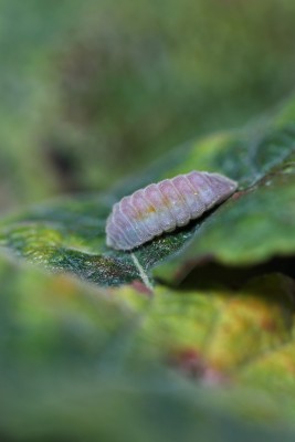Colours beginning to show as the larva transitions towards pupation.