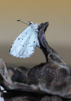 Adult female Holly Blue