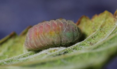 Pre pupation. The rainbow colours I didnt expect.