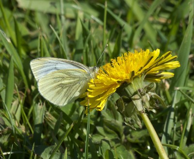 First Green-veined White of the year.