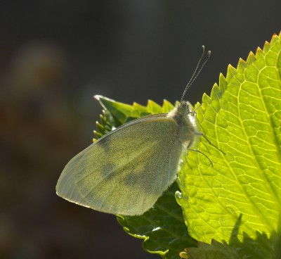 Small White, first of the year, quite a few around yesterday.
