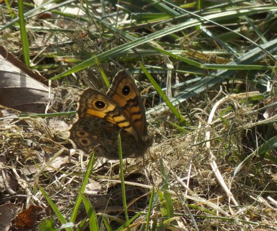 Wall Brown, first of the year, record shot,on 17th April.
