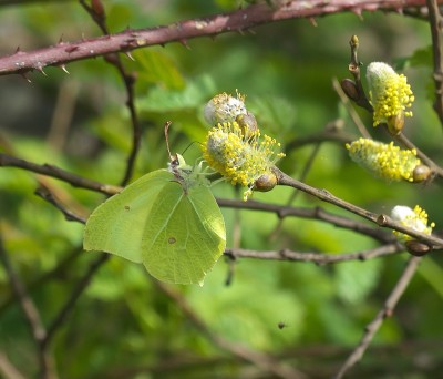 Nice to see Brimstones stopping to nectar in spring