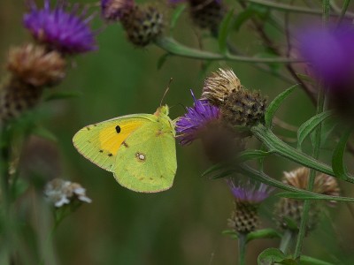 Clouded Yellow male.