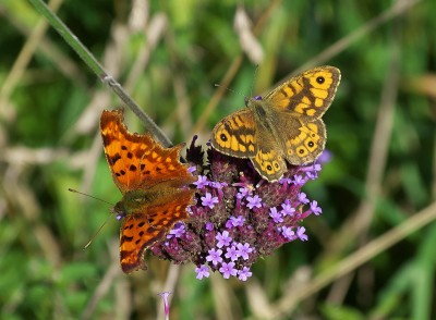 Female Comma and Male Wall Brown.