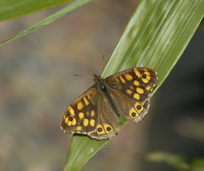 Speckled Wood, several seen.
