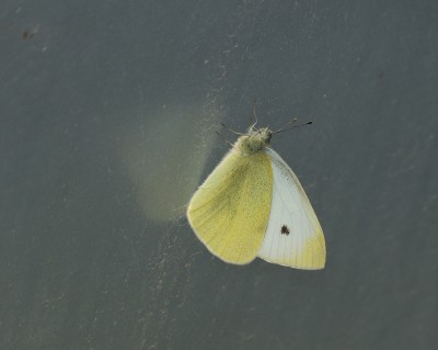 First Small White of the year in our polytunnel.