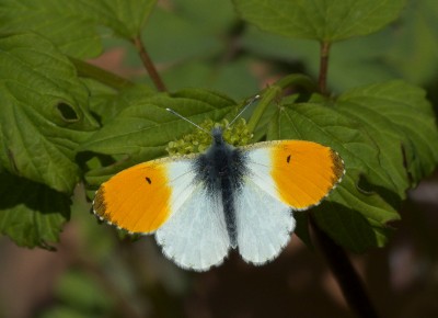 male Orange-tip.