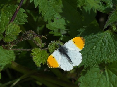 A male Orange-tip paused long enough for a shot on our way out.