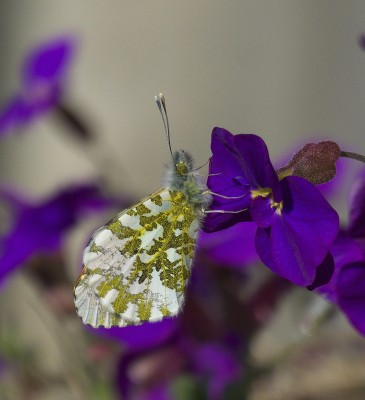 Orange-tip, first of the year, two males seen.