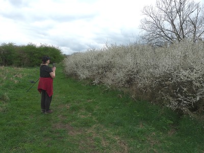 Stand of blackthorn which was attracting many Peacocks
