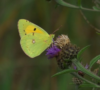 Clouded Yellow male.