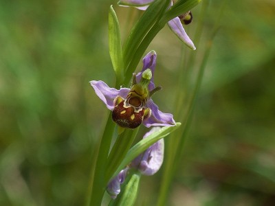 Bee Orchid.