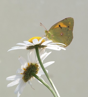 Clouded Yellow female.