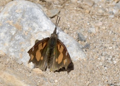 Nettle-Tree Butterfly.jpg