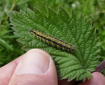urticae17 caterpillar 32 mm long Piggy's Hollow Leicester 01Jun19 (1).JPG