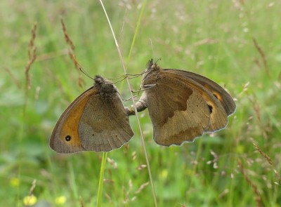 Meadow Brown (mating) 13.7.2021  East Sussex. Nigel Kemp.JPG