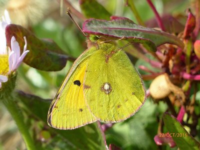 Clouded Yellow at Southbourne Undercliff 22.10.16