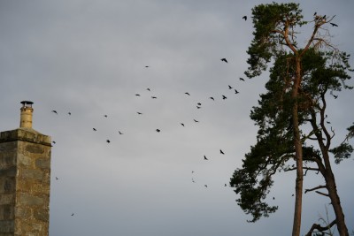 rooks and jackdaws