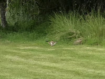 stoat mid running taken by my sister
