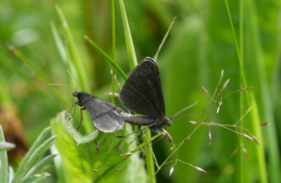 pair of chimney sweepers Insh marshes