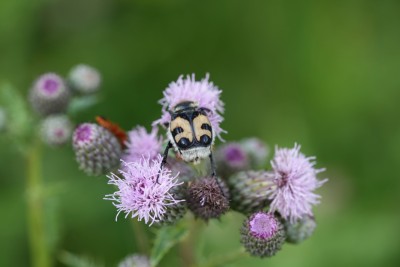 Bee beetle in garden