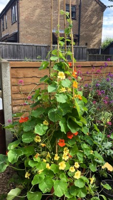 July 7th 2021 Successful Nasturtium tower with bamboo canes