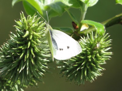 12:14pm Small white butterfly near &quot;High Bridge&quot;