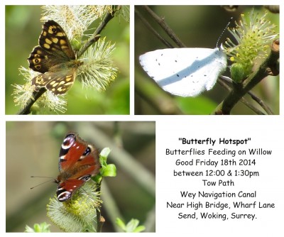12:00-13:30pm Various Butterflies feeding on Willow next to tow path near &quot;High Bridge&quot;