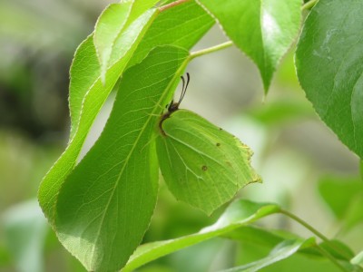 Resting camouflaged under Pear Tree Leaf