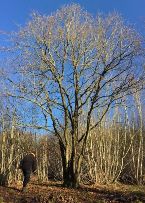An Oak left as a &quot;standard tree&quot; in amongst a 12 year coppice rotation at Southrey Wood, Lincolnshire. This part of the wood was managed by Butterfly Conservation, for the Forestry Commission.