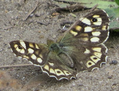 18.4.14 River Wey Navigation Speckled Wood on tow path.jpg