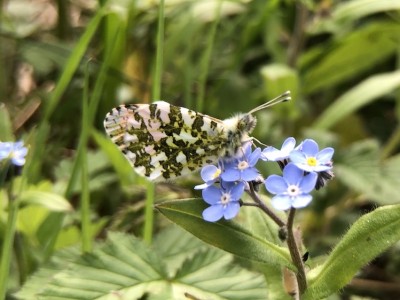 April 14th Male Orange-tip butterfly