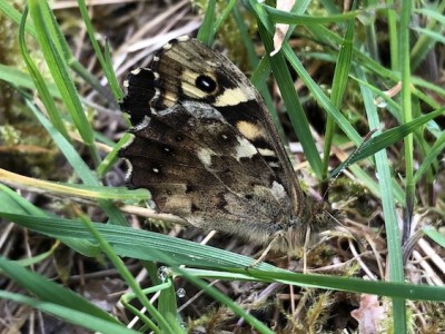 April 14th Speckled wood (assumed to be male)