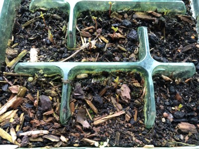 Alder Buckthorn seedlings April 29th 2023