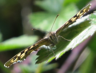 9:58am Speckled Wood butterfly