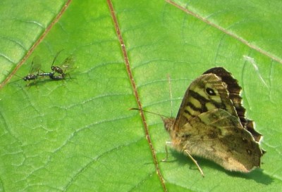 Speckled Wood &quot;Keeping an eye on things&quot;