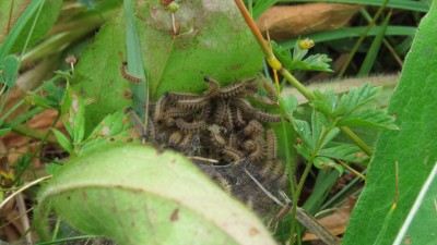July 22nd 2018 3rd Instar Marsh Fritillary Larvae
