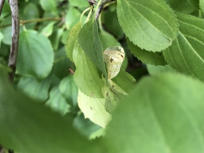 I thought she was female. Brimstone emerged from pupa July 13th 2023 Wings were drying before first flight 10:23am<br />I might not see her again.