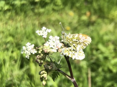 Orange-tip butterflies mating after observing male pursuing female