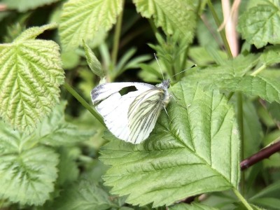April 14th Male green-veined white, wings already damaged in clash.