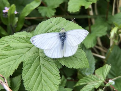 April 14th Male Green-veined white