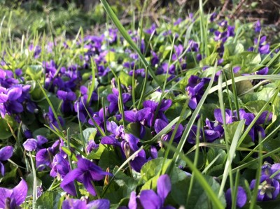 Violet flowering March 21st