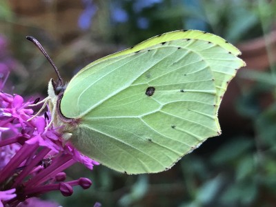Picture: fresh Male Brimstone, <br />July 1st 2022, Lincolnshire. An early male that had been outdoors, throughout all it’s immature stages”