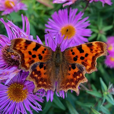8th October 2019, Chambers Farm Wood, Lincolnshire, nectaring on Michaelmas Daisies.