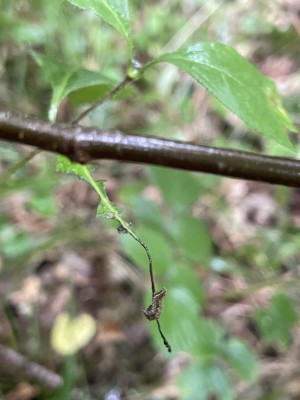 White Admiral caterpillar (I thought, instar 3) on Honeysuckle leaf midrib, after leaf feeding damage and before hibernaculum creation.